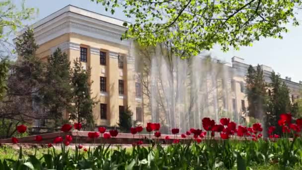 阿拉木图市时间过去了 2023年4月23日在国家科学院门前的公园里盛开的郁金香 — 图库视频影像