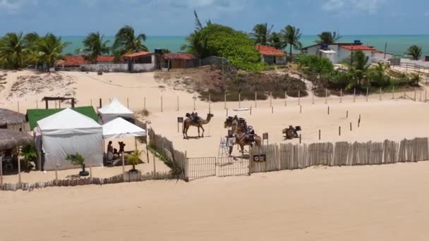 Dromedare Mit Kamelen Den Dünen Des Strandes Von Genipabu Brasilien — Stockvideo