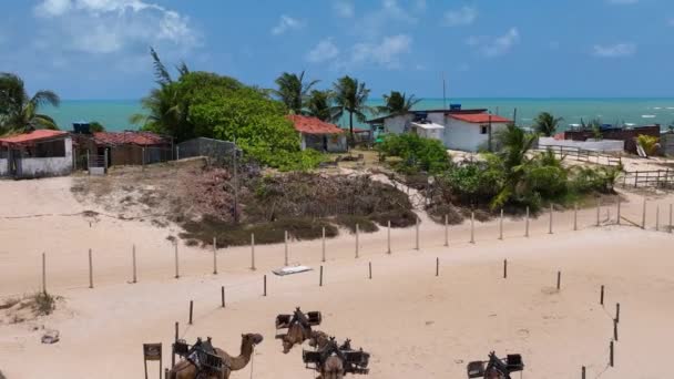 Camel Dromedary Animals Dunes Genipabu Beach Brazil Northeast Tropical Summer — Stock Video