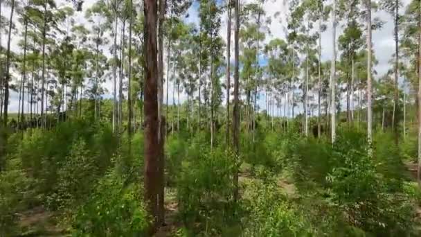 Eucalyptus Forest Rural Landscape Countryside Landscape Country Green Field Environmental — Wideo stockowe