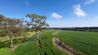 Fpv Drone At Rural Landscape In Countryside Landscape. Country Green. Field Environmental. Rural Landscape At Countryside Landscape. Plantation Country. Farming Environmental.