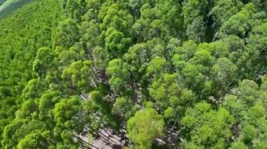 Eucalyptus Trees At Country Scenery In Rural Landscape Countryside Scene. Harvest Field Environment. Nature Skyline. Scenic Outdoor. Eucalyptus Trees At Country Scenery.