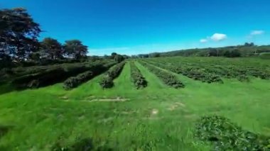 Agriculture Field At Country Scenery In Rural Landscape Countryside Scene. Harvest Field Environment. Nature Skyline. Scenic Outdoor. Agriculture Field At Country Scenery.