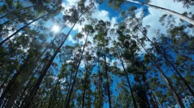 Eucalyptus Forest At Country Landscape In Rural Scene Countryside Background. Harvest Field Environment. Nature Skyline. Scenic Outdoor. Eucalyptus Forest At Country Landscape.