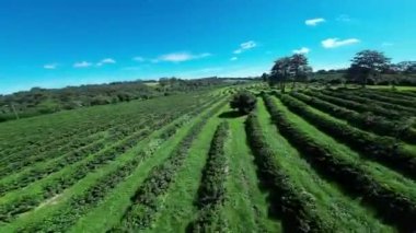 Plantation Field At Country Landscape In Rural Scene Countryside Background. Harvest Field Environment. Nature Skyline. Scenic Outdoor. Plantation Field At Country Landscape.