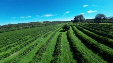 Plantation Field At Country Landscape In Rural Scene Countryside Background. Harvest Field Environment. Nature Skyline. Scenic Outdoor. Plantation Field At Country Landscape.