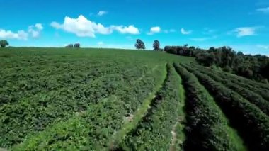 Agriculture Field At Country Landscape In Rural Scene Countryside Background. Harvest Field Environment. Nature Skyline. Scenic Outdoor. Agriculture Field At Country Landscape.