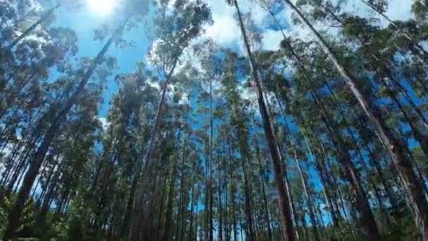 Eucalyptus Trees Country Scenery Rural Landscape Countryside Scene Harvest Field — Wideo stockowe