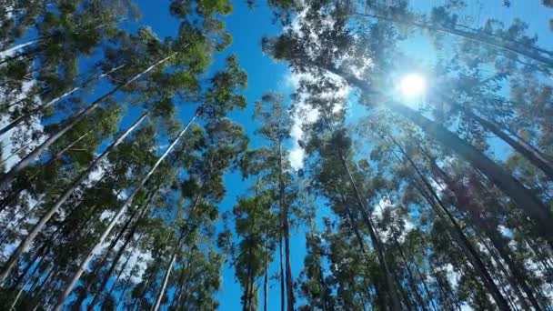 Floresta Eucalipto Paisagem País Cenário Rural Fundo Campo Colheita Ambiente — Vídeo de Stock