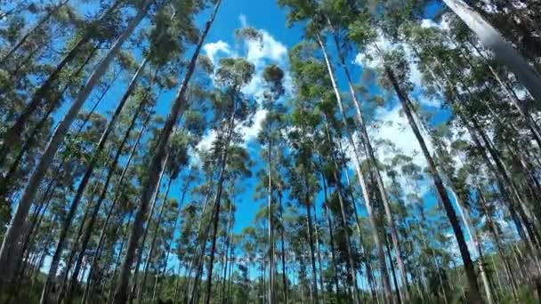 Eucalyptus Δέντρα Στο Τοπίο Χώρα Στην Ύπαιθρο Εξοχή Τοπίο Σκηνή — Αρχείο Βίντεο