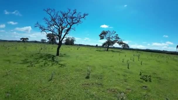 Dry Tree Country Scenery Rural Landscape Countryside Scene Harvest Field — Stockvideo