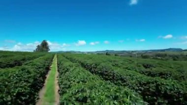 Agriculture Field At Country Scenery In Rural Landscape Countryside Scene. Harvest Field Environment. Nature Skyline. Scenic Outdoor. Agriculture Field At Country Scenery.