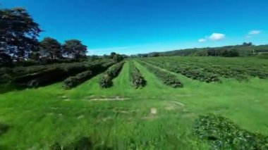 Agriculture Field At Country Scenery In Rural Landscape Countryside Scene. Harvest Field Environment. Nature Skyline. Scenic Outdoor. Agriculture Field At Country Scenery.