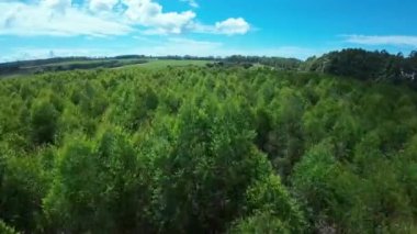 Eucalyptus Forest At Country Landscape In Rural Scene Countryside Background. Harvest Field Environment. Nature Skyline. Scenic Outdoor. Eucalyptus Forest At Country Landscape.