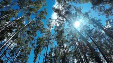 Kırsal Manzaradaki Okaliptüs Ormanı Kırsal Manzarası. Alan Ortamı 'nı hasat edin. Doğa Skyline. Manzaralı açık hava. Okaliptüs Ormanı Ülke Sahnesinde.