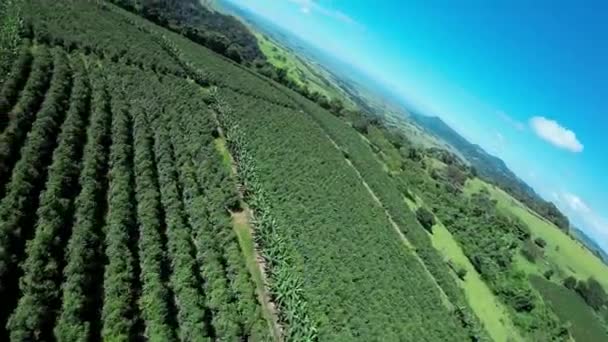 Champ Agricole Paysage Champêtre Dans Paysage Rural Scène Campagne Environnement — Video