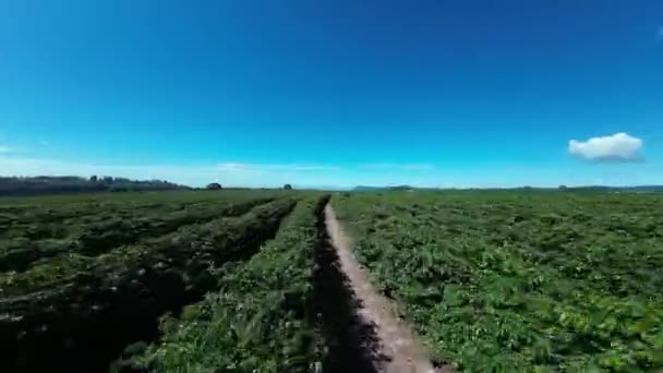 Campo Cultivo Paisagem País Cenário Rural Fundo Campo Colheita Ambiente — Vídeo de Stock
