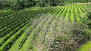 Cinematic Tree At Country Scenery In Rural Landscape Countryside. Harvest Field Environment. Nature Skyline. Scenic Outdoor. Cinematic Tree At Country Scenery.