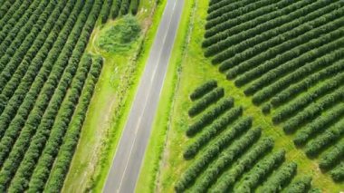 Kırsal bölgelerdeki Kırsal Manzarada Tek Yol. Alan Ortamı 'nı hasat edin. Doğa Skyline. Manzaralı açık hava. Ülke Sahnesinde Tek Yol.