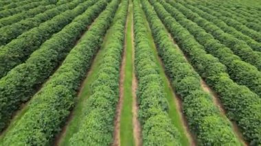 Plantation Field At Country Scenery In Rural Landscape Countryside. Harvest Field Environment. Nature Skyline. Scenic Outdoor. Plantation Field At Country Scenery.