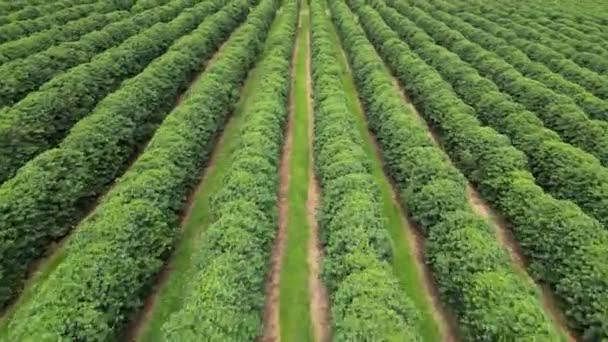 Plantation Field Country Scenery Rural Landscape Countryside Harvest Field Environment — Videoclip de stoc