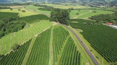 Agriculture Field At Country Scenery In Rural Landscape Countryside. Harvest Field Environment. Nature Skyline. Scenic Outdoor. Agriculture Field At Country Scenery.