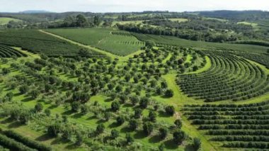 Cultivation Field At Country Scenery In Rural Landscape Countryside. Harvest Field Environment. Nature Skyline. Scenic Outdoor. Cultivation Field At Country Scenery.