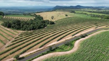 Agriculture Field At Country Scene In Rural Landscape Countryside. Harvest Field Environment. Nature Skyline. Scenic Outdoor. Agriculture Field At Country Scene.