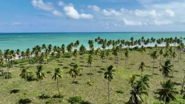 Palm Trees Plantation Sao Miguel Dos Milagres Alagoas Brazil Palm — Stock Video