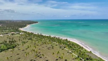 Sao Miguel Dos Milagres 'teki Palm Trees Çiftliği Alagoas Brezilya' da. Palm Trees Çiftliği. Doğa manzarası. Tarım Manzarası. Seyahat güzergahı. Sao Miguel Dos Milagres Alagoas.