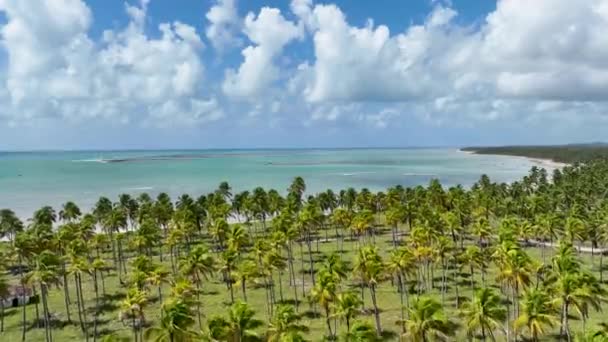 Sao Miguel Dos Milagres Teki Palm Trees Çiftliği Alagoas Brezilya — Stok video