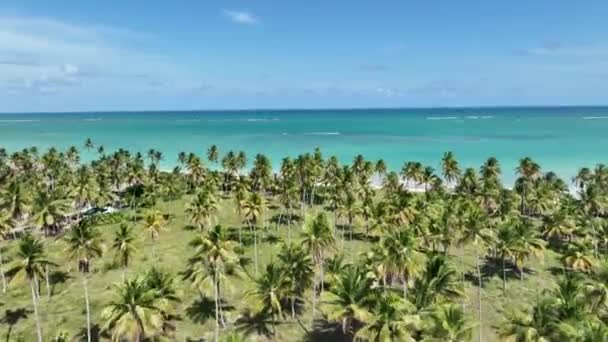 Plantacja Palm Sao Miguel Dos Milagres Alagoas Brazylia Plantacja Palm — Wideo stockowe