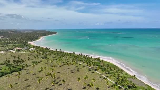 Sao Miguel Dos Milagres Teki Palm Trees Çiftliği Alagoas Brezilya — Stok video