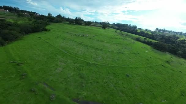 Livestock Animals Countryside Rural Scene Aerial View Country Green Field — Stock Video
