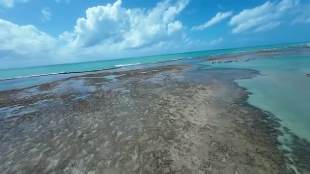 Piscina Natural São Miguel Dos Milagres Alagoas Brasil Coral Reefs — Vídeo de Stock