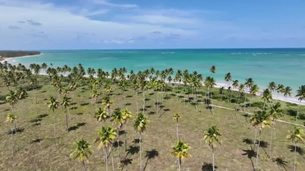 Pole Palm Trees Sao Miguel Dos Milagres Alagoas Brazylia Plantacja — Wideo stockowe