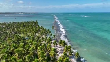 Pernambuco Brezilya 'daki Tamandare' de koyun kumsalı. Egzotik Körfez Suyu. Doğa manzarası. Cennet Manzarası. Seyahat belgesi. Pernambuco Brezilya 'da Tamandare' de Koyun Plajı.