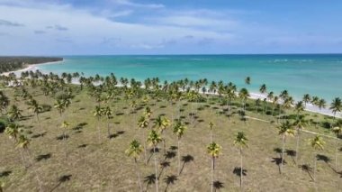 Sao Miguel Dos Milagres 'deki Palm Trees Field Alagoas Brezilya' da. Palm Trees Çiftliği. Doğa manzarası. Tarım Manzarası. Seyahat güzergahı. Sao Miguel Dos Milagres Alagoas.