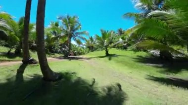 Bahia Brezilya 'daki Itacare' de palmiye ağaçları. Turizm arazisi. Doğa Arkaplanı. Seyahat Manzarası. Tatil Varış Yeri. Deniz Burnu Sahnesi. Bahia Brezilya 'da Itacare' de Palmiye Ağaçları.