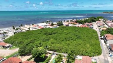 Rio Grande do Norte Brezilya 'daki Natal' da Pirangi Kaju Ağacı. Kaju ağacı arka planı. Sahil şeridi manzarası. En Büyük Ağaç Doğası. Rio Grande Do Norte Brezilya 'da Natal' da Pirangi Kaju Ağacı.