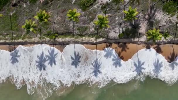 巴西巴伊亚州Itacare的棕榈树 旅游景观 自然背景 旅行场景 假期及旅游目的地 海景场景 巴西巴伊亚州Itacare的棕榈树 — 图库视频影像
