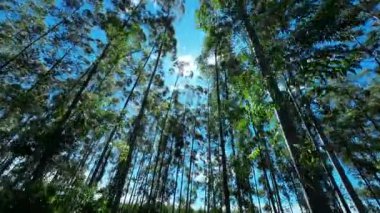 Sao Paulo Brezilya 'daki Mococa' da okaliptüs ormanı. Okaliptüs Ormanı Ağaçları. Doğa Arkaplanı. Küresel Isınma Manzarası. Sao Paulo Brezilya 'daki Mococa' da Okaliptüs Ormanı.