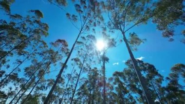 Sao Paulo Brezilya 'daki Mococa' da okaliptüs tarlası. Okaliptüs Ormanı Ağaçları. Doğa Arkaplanı. Küresel Isınma Manzarası. Sao Paulo Brezilya 'daki Mococa' da okaliptüs tarlası.