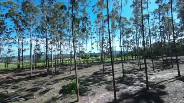 Eucalyptus Bomen Veld Bij Mococa Sao Paulo Brazilië Eucalyptus Bosbomen — Stockvideo