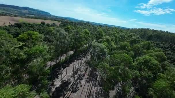 Eucalyptus Plantage Mococa Sao Paulo Brazilië Eucalyptus Bosbomen Natuur Achtergrond — Stockvideo