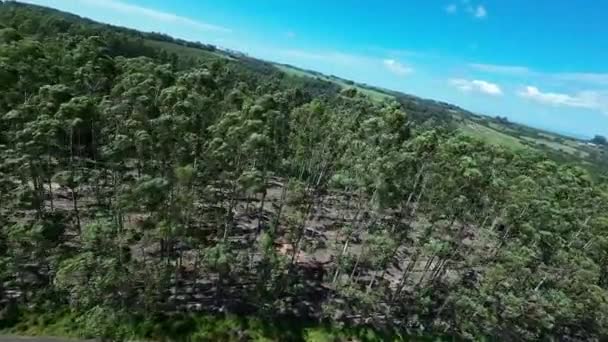 Eucalyptusveld Bij Mococa Sao Paulo Brazilië Eucalyptus Bosbomen Natuur Achtergrond — Stockvideo