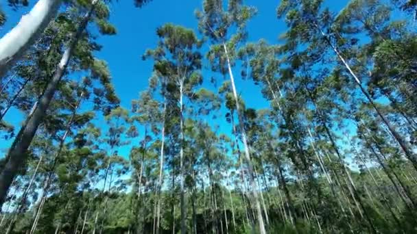 Ευκάλυπτος Φύτευση Mococa Στο Σάο Πάολο Της Βραζιλίας Δέντρα Του — Αρχείο Βίντεο