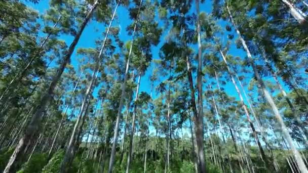 圣保罗州莫古市的桉树田 桉树森林树 自然背景 全球暖化景观 圣保罗州莫古卡的桉树田 — 图库视频影像