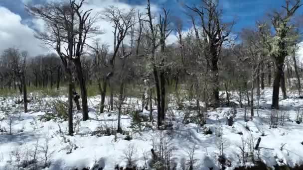 Замороженные Рощи Вилларрике Лос Риос Чили Сцена Путешествия Снегопад Вулкан — стоковое видео