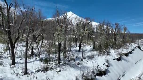 Frossen Skov Ved Pucon Los Lagos Chile Vulkanlandskabet Det Snedækkede – Stock-video